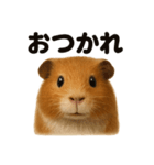 優しいモルモットの日常で使えるLINE（個別スタンプ：11）