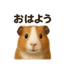 優しいモルモットの日常で使えるLINE（個別スタンプ：13）