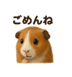 優しいモルモットの日常で使えるLINE（個別スタンプ：16）
