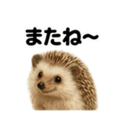 優しいハリネズミの日常で使えるLINE（個別スタンプ：8）