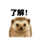 優しいハリネズミの日常で使えるLINE（個別スタンプ：10）