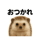 優しいハリネズミの日常で使えるLINE（個別スタンプ：12）