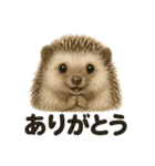優しいハリネズミの日常で使えるLINE（個別スタンプ：15）