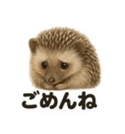 優しいハリネズミの日常で使えるLINE（個別スタンプ：16）