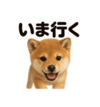 優しい芝犬の日常で使えるLINEスタンプ（個別スタンプ：1）