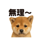 優しい芝犬の日常で使えるLINEスタンプ（個別スタンプ：2）