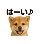 優しい芝犬の日常で使えるLINEスタンプ（個別スタンプ：3）