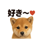 優しい芝犬の日常で使えるLINEスタンプ（個別スタンプ：4）