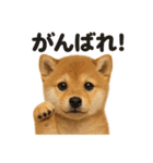 優しい芝犬の日常で使えるLINEスタンプ（個別スタンプ：5）