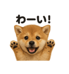 優しい芝犬の日常で使えるLINEスタンプ（個別スタンプ：6）