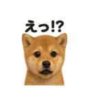 優しい芝犬の日常で使えるLINEスタンプ（個別スタンプ：7）