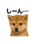 優しい芝犬の日常で使えるLINEスタンプ（個別スタンプ：8）