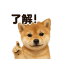 優しい芝犬の日常で使えるLINEスタンプ（個別スタンプ：9）