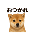 優しい芝犬の日常で使えるLINEスタンプ（個別スタンプ：11）