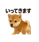 優しい芝犬の日常で使えるLINEスタンプ（個別スタンプ：12）