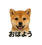 優しい芝犬の日常で使えるLINEスタンプ（個別スタンプ：13）