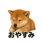 優しい芝犬の日常で使えるLINEスタンプ（個別スタンプ：14）