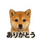 優しい芝犬の日常で使えるLINEスタンプ（個別スタンプ：15）