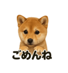 優しい芝犬の日常で使えるLINEスタンプ（個別スタンプ：16）