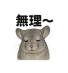 優しいチンチラの日常で使えるLINEスタンプ（個別スタンプ：2）