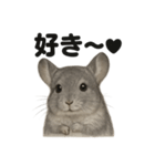 優しいチンチラの日常で使えるLINEスタンプ（個別スタンプ：4）