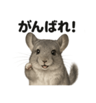 優しいチンチラの日常で使えるLINEスタンプ（個別スタンプ：5）