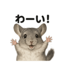 優しいチンチラの日常で使えるLINEスタンプ（個別スタンプ：6）