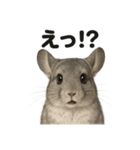 優しいチンチラの日常で使えるLINEスタンプ（個別スタンプ：7）