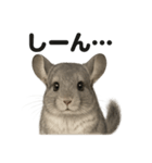 優しいチンチラの日常で使えるLINEスタンプ（個別スタンプ：8）