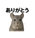 優しいチンチラの日常で使えるLINEスタンプ（個別スタンプ：15）
