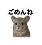 優しいチンチラの日常で使えるLINEスタンプ（個別スタンプ：16）