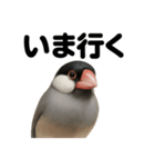 優しい文鳥の日常で使えるLINEスタンプ（個別スタンプ：1）