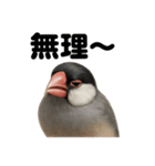 優しい文鳥の日常で使えるLINEスタンプ（個別スタンプ：2）