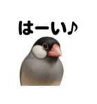 優しい文鳥の日常で使えるLINEスタンプ（個別スタンプ：3）