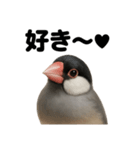 優しい文鳥の日常で使えるLINEスタンプ（個別スタンプ：4）