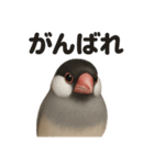 優しい文鳥の日常で使えるLINEスタンプ（個別スタンプ：5）