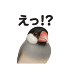 優しい文鳥の日常で使えるLINEスタンプ（個別スタンプ：7）