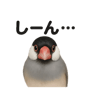 優しい文鳥の日常で使えるLINEスタンプ（個別スタンプ：8）