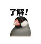 優しい文鳥の日常で使えるLINEスタンプ（個別スタンプ：9）