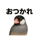 優しい文鳥の日常で使えるLINEスタンプ（個別スタンプ：11）