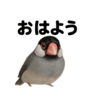 優しい文鳥の日常で使えるLINEスタンプ（個別スタンプ：13）