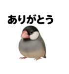 優しい文鳥の日常で使えるLINEスタンプ（個別スタンプ：14）