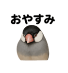優しい文鳥の日常で使えるLINEスタンプ（個別スタンプ：15）