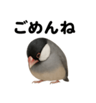 優しい文鳥の日常で使えるLINEスタンプ（個別スタンプ：16）