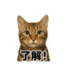 優しいベンガル猫の日常で使えるLINE（個別スタンプ：9）