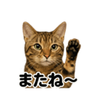 優しいベンガル猫の日常で使えるLINE（個別スタンプ：10）