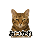 優しいベンガル猫の日常で使えるLINE（個別スタンプ：11）
