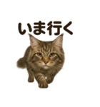 優しいメインクーンの日常で使えるLINE（個別スタンプ：1）