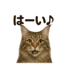優しいメインクーンの日常で使えるLINE（個別スタンプ：3）