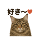 優しいメインクーンの日常で使えるLINE（個別スタンプ：4）